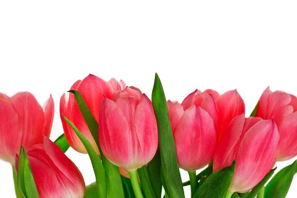 stock image Pink tulip