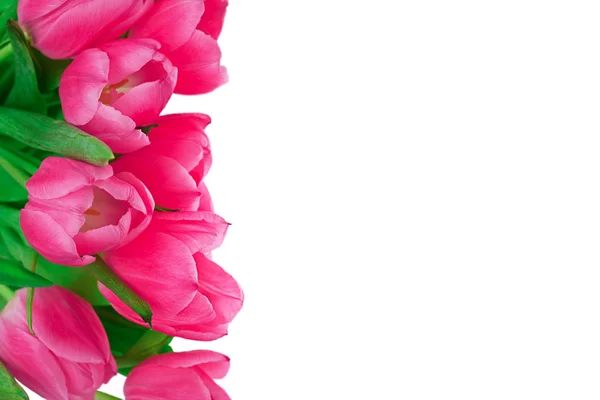 Stock image Pink tulip