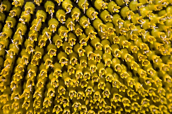 Blossoming sunflower — Stock Photo, Image