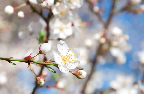 Flores de cerezo en flor — Foto de Stock