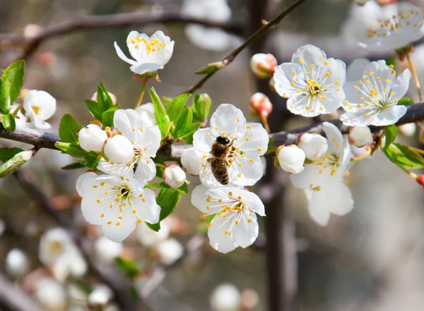 Cherry blossoms in a bloom — Stock Photo, Image