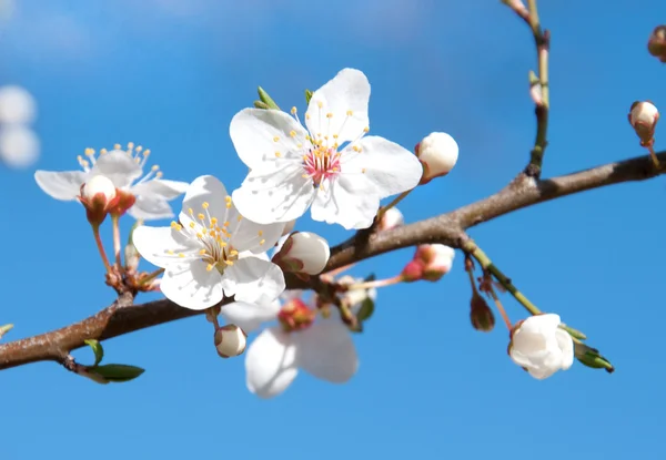 Flores de cerezo en flor — Foto de Stock