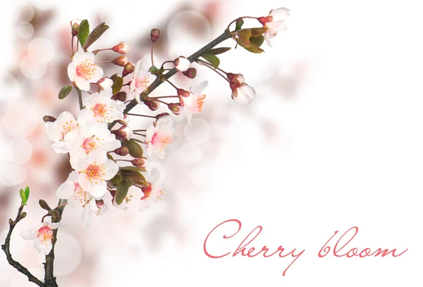 Les cerisiers fleurissent dans une fleur — Photo