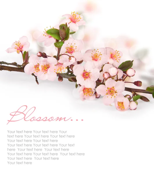 在盛开的樱花 — 图库照片