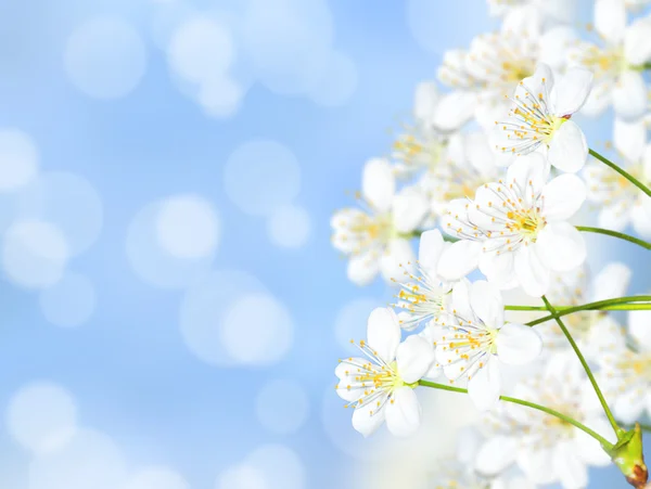 Třešňové květy v kvítek — Stock fotografie