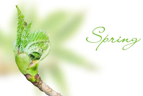 Uma jovem folha de primavera verde — Fotografia de Stock