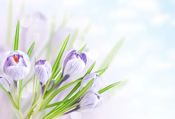 Flores tiernas primavera —  Fotos de Stock