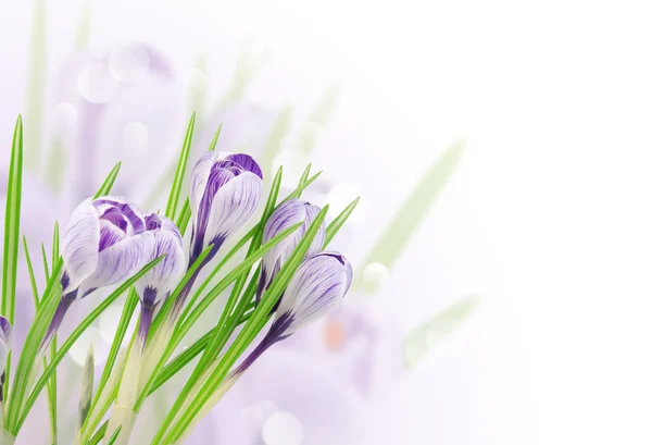 Jarní nabídka květin — Stock fotografie