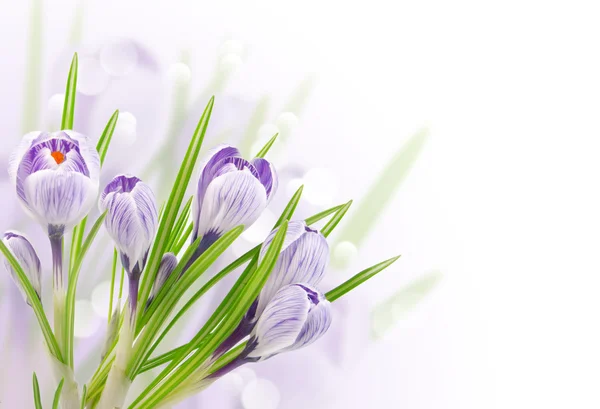Jarní nabídka květy na bílém pozadí — Stock fotografie