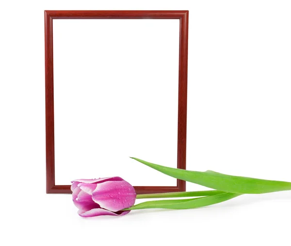 Frame with tulip isolated on a white — Stock Photo, Image