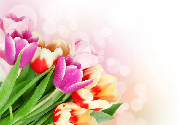 Koncepce pohlednice Tulipán květy na bílém pozadí — Stock fotografie