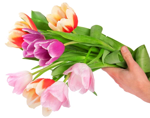 Открытка с цветами тюльпана на белом — стоковое фото