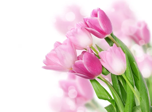 Koncepce pohlednice Tulipán květy na bílém pozadí — Stock fotografie