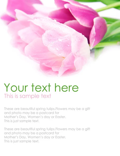 Tulipano fiori cartolina concetto su bianco — Foto Stock