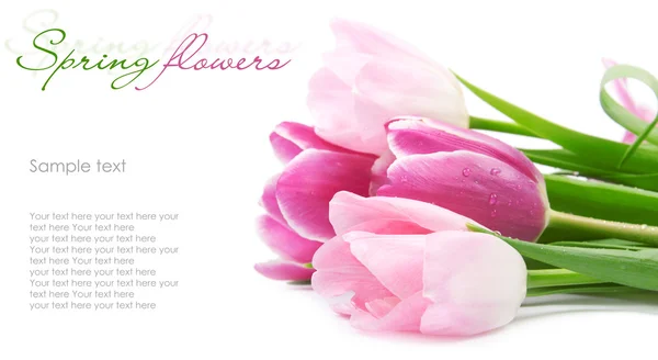 Открытка с цветами тюльпана на белом — стоковое фото