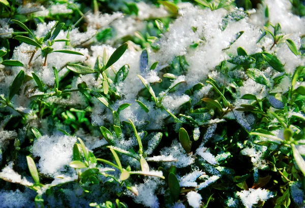 Tierno arbusto verde sobre la nieve —  Fotos de Stock