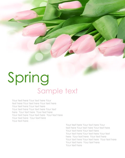 Koncepce pohlednice Tulipán květy na bílém pozadí Royalty Free Stock Obrázky