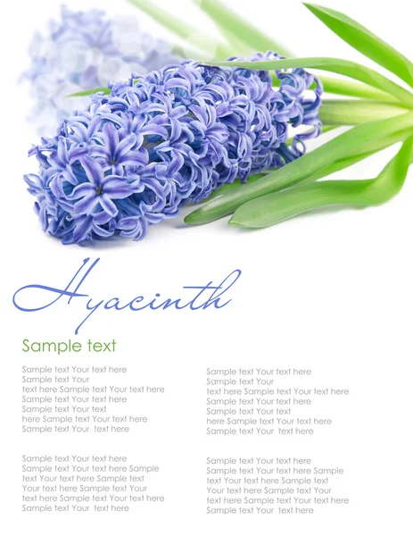 Bue hyacint med kopia utrymme isoleras på vit — Stockfoto