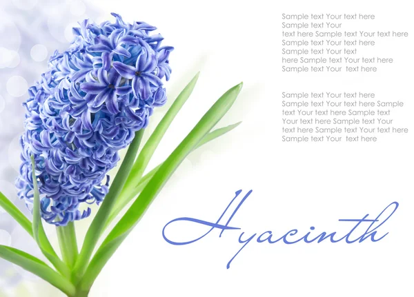 Bue hyacintu s kopií prostor izolovaných na bílém — Stock fotografie