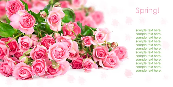Rosas rosadas diseño de la postal en blanco — Foto de Stock