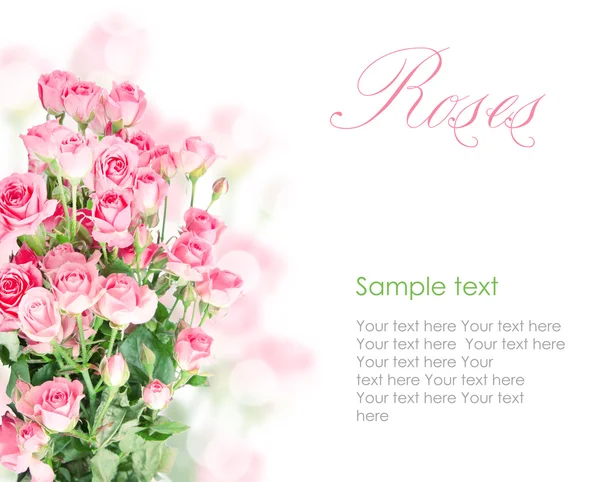 Projeto rosa do cartão postal das rosas no branco — Fotografia de Stock