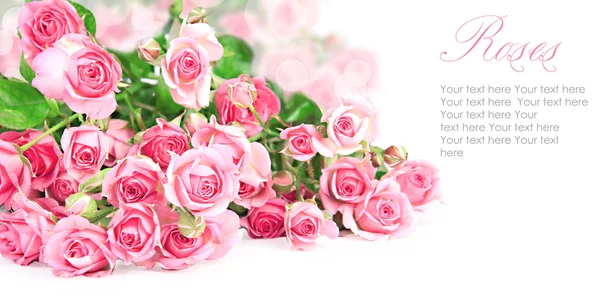 Рожеві троянди дизайн листівки на білому — стокове фото
