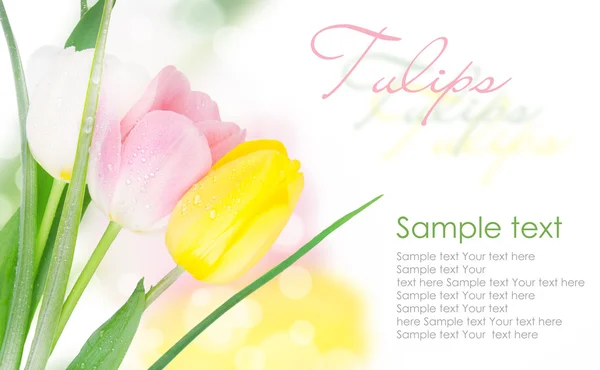 Трёхцветные тюльпаны с копировальным пространством — стоковое фото