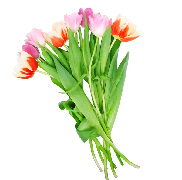 Flores de tulipán aisladas en blanco —  Fotos de Stock