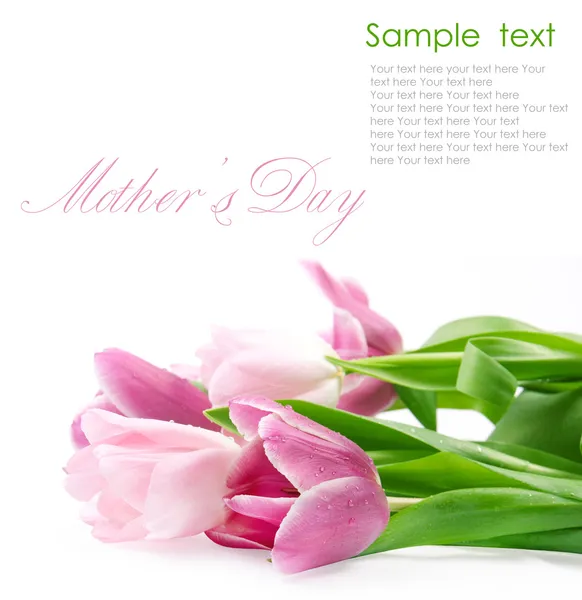 Concepto de postales de flores de tulipán en blanco — Foto de Stock