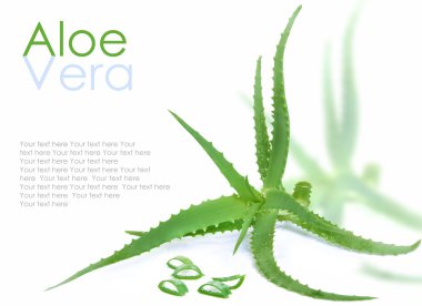 aloe vera üzerinde beyaz izole