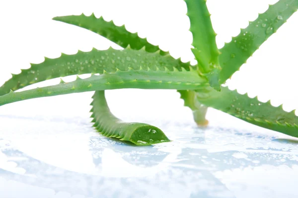 Aloe vera isolerad på vit — Stockfoto