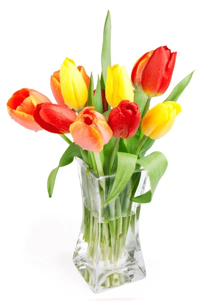 Concepto de postales de flores de tulipán en blanco —  Fotos de Stock