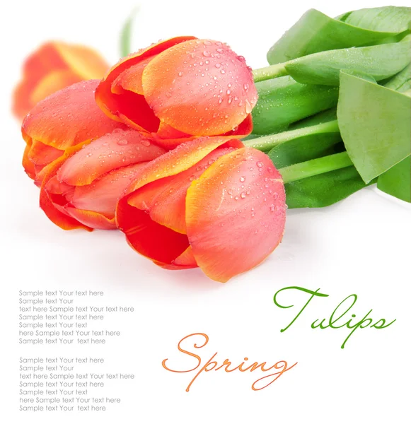 stock image Red tulips isolated on white