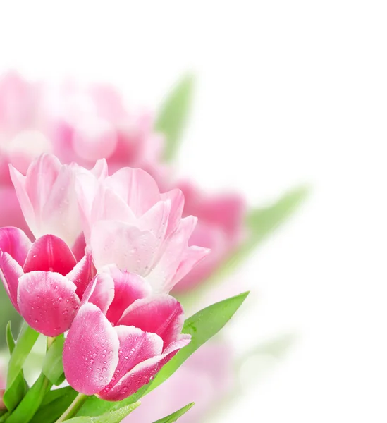 Tulpan blommor isolerad på vit — Stockfoto