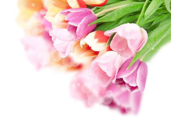 Tulipán květy izolované na bílém — Stock fotografie