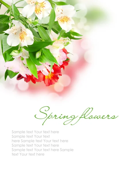 Spring flowers isolated on white — Stock Photo, Image