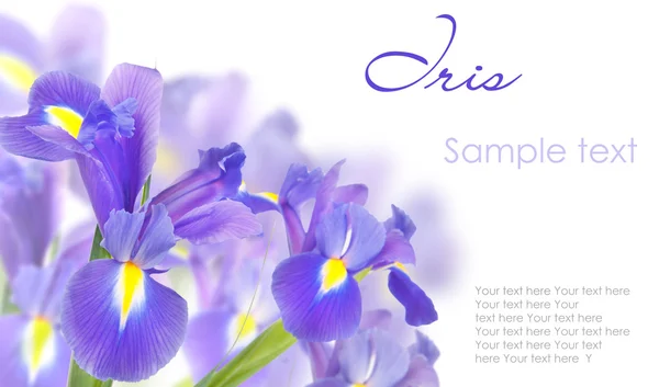 Iris blu isolati su bianco — Foto Stock