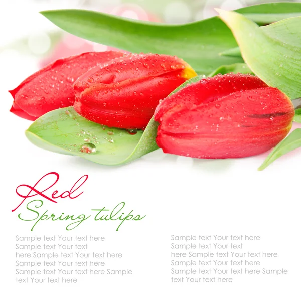 Tulipes rouges isolées sur blanc — Photo