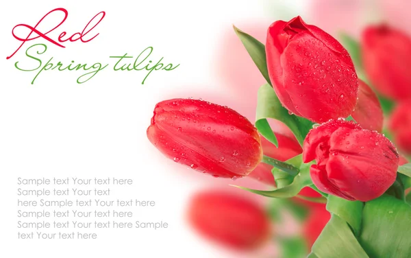 Tulipes rouges isolées sur blanc — Photo