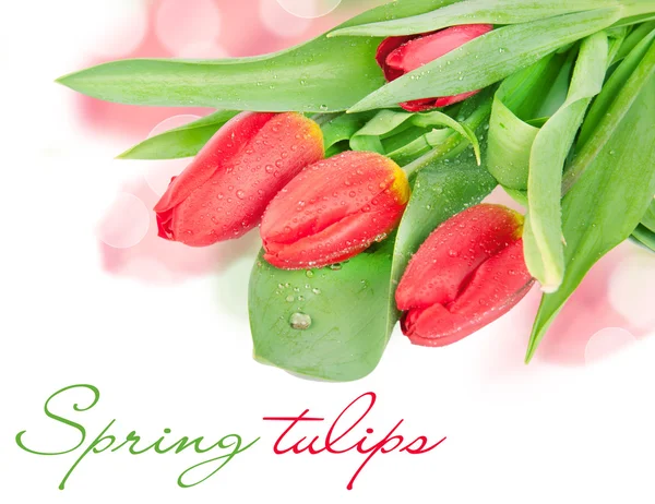 Tulipani rossi isolati su bianco — Foto Stock