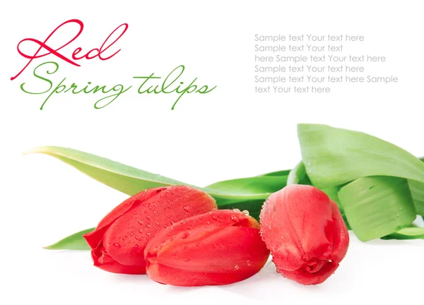 Röda tulpaner isolerade på vitt — Stockfoto