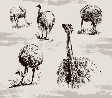 Ostrich clipart