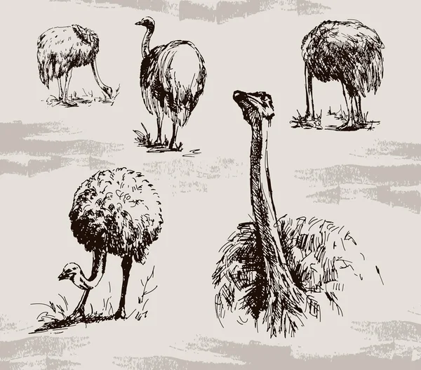 Ostrich — Stock Vector