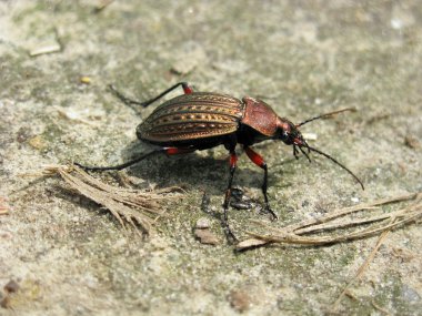 Carabus granulatus