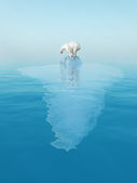Last polar bear on iceberg