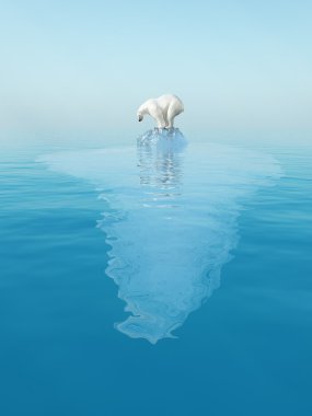 Last polar bear on iceberg
