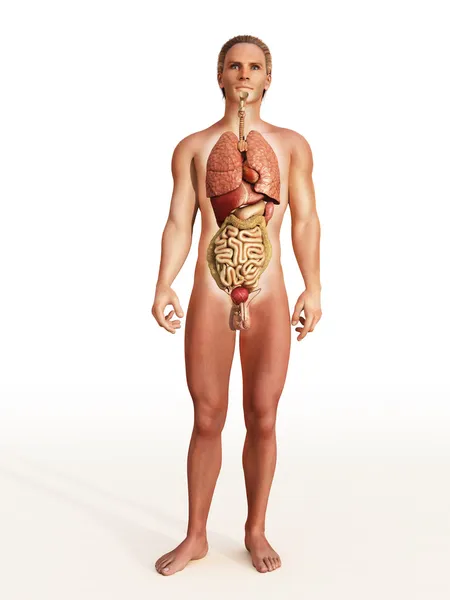 Órgãos internos dos homens — Fotografia de Stock