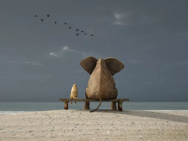 Issız bir sahilde oturup, fil ve köpek — Stok fotoğraf