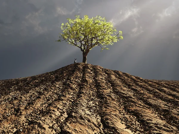 Lonely tree in the middle of plowed field — Stock Photo, Image