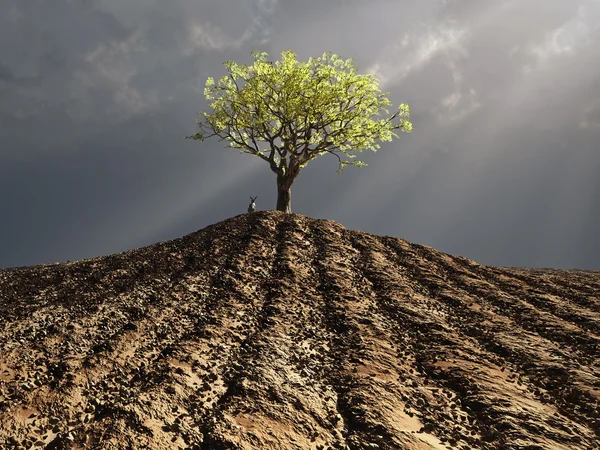 Einsamer Baum inmitten eines gepflügten Feldes — Stockfoto